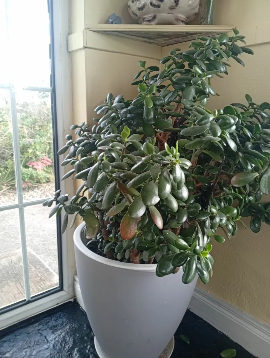 Money plant/ jade plant - Image 1
