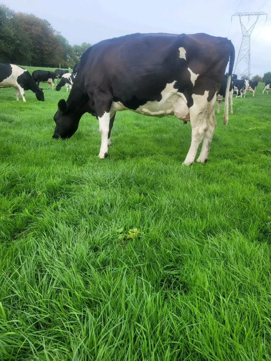 Cows - Image 1