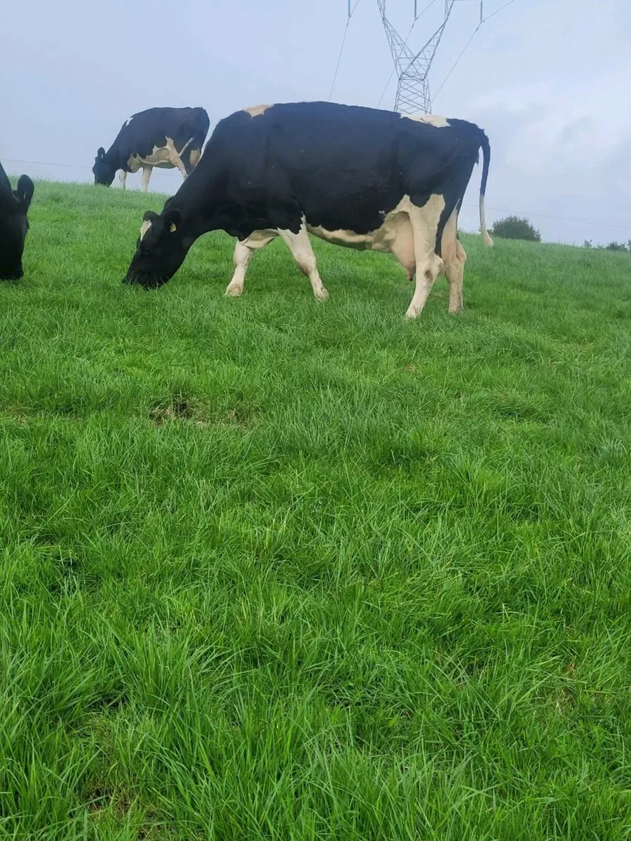 Cows - Image 2