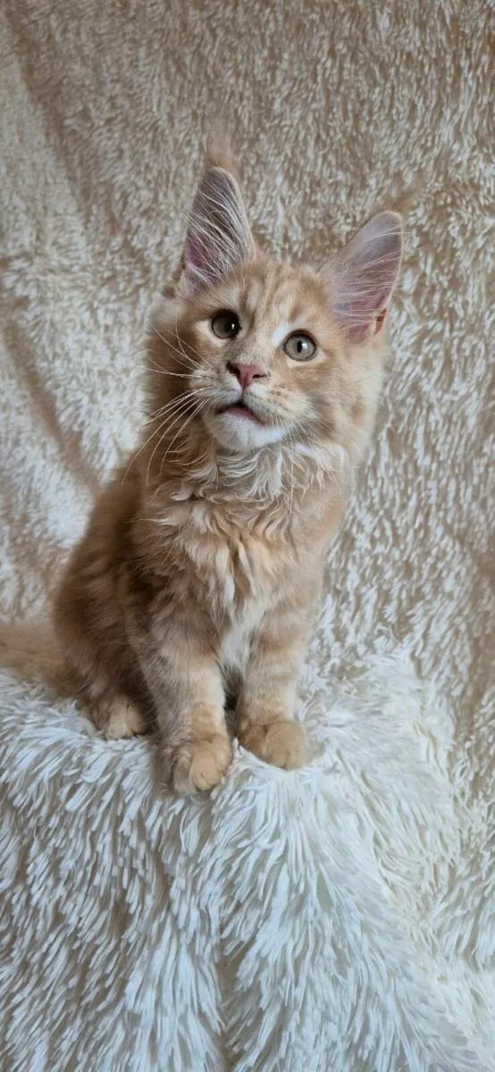 Maine Coon - Image 4