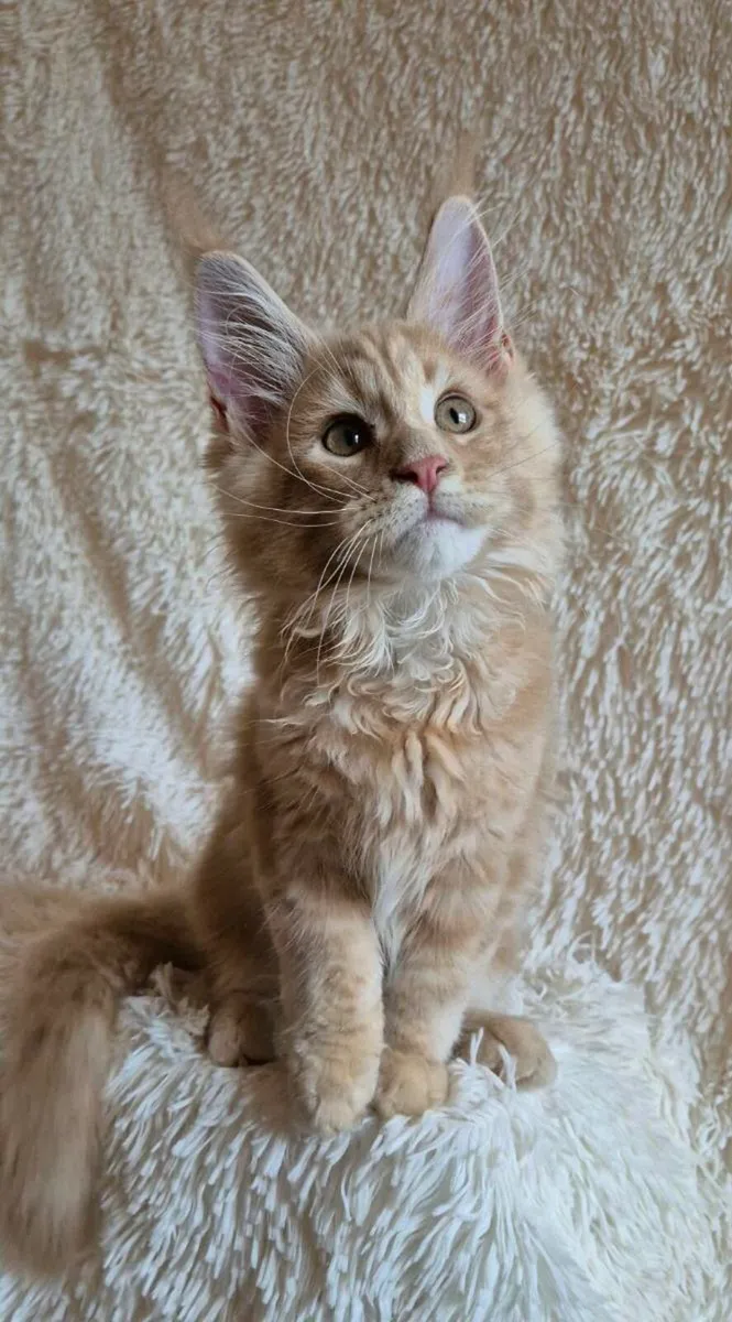 Maine Coon - Image 3