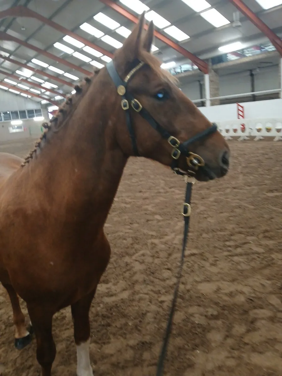 Irish draught gelding - Image 1