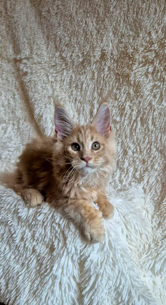 Maine Coon - Image 4