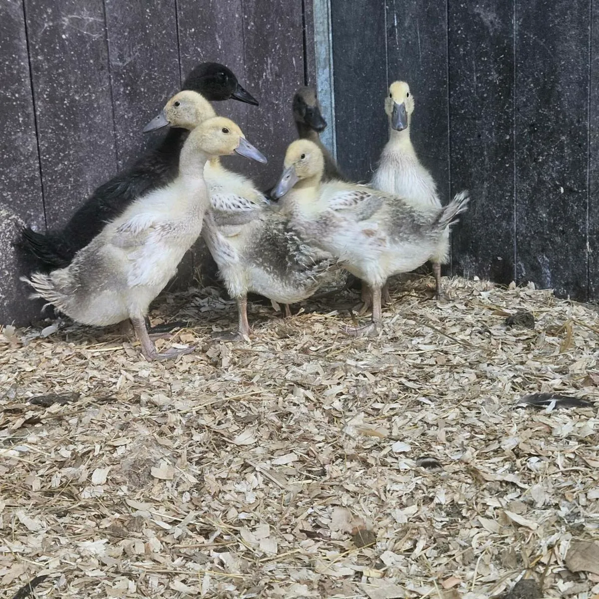 Ducklings and chicks - Image 1