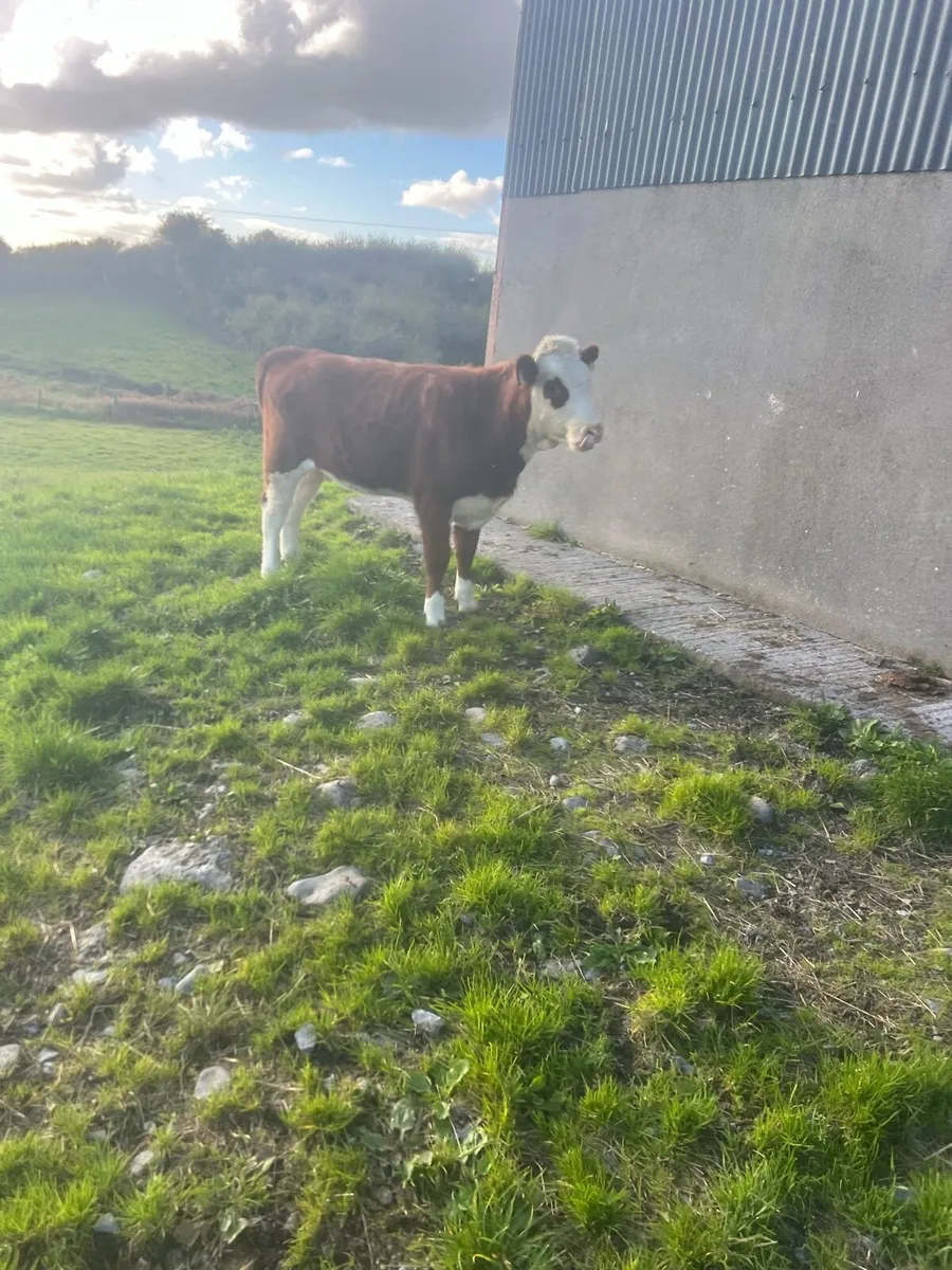 Red WH heifer weanling for sale - Image 1