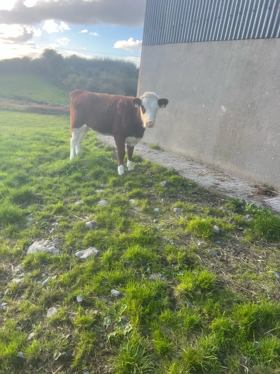 Red WH heifer weanling for sale - Image 2