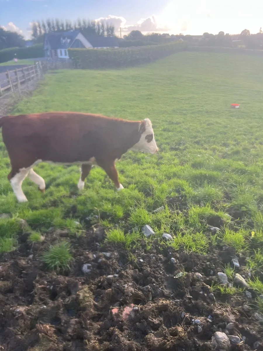 Red WH heifer weanling for sale - Image 3