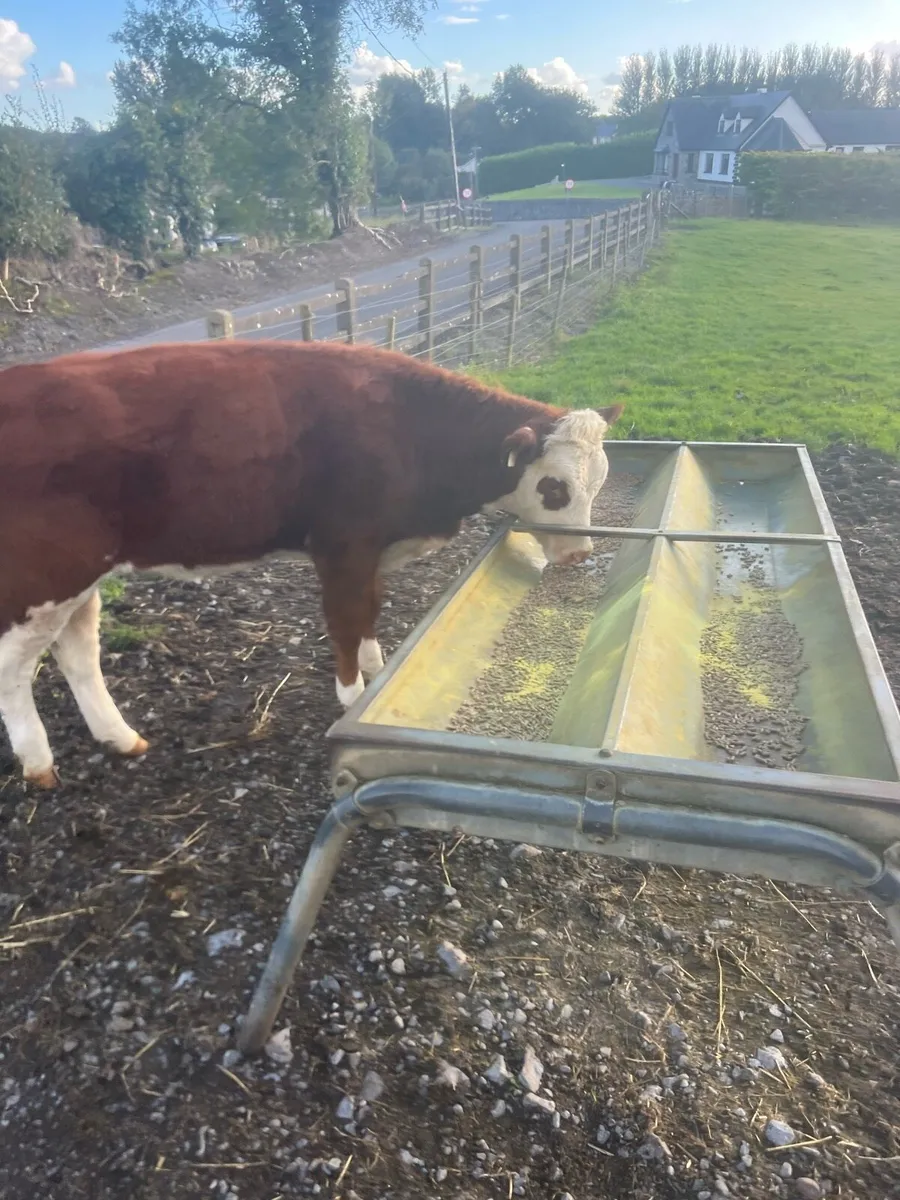 Red WH heifer weanling for sale - Image 4