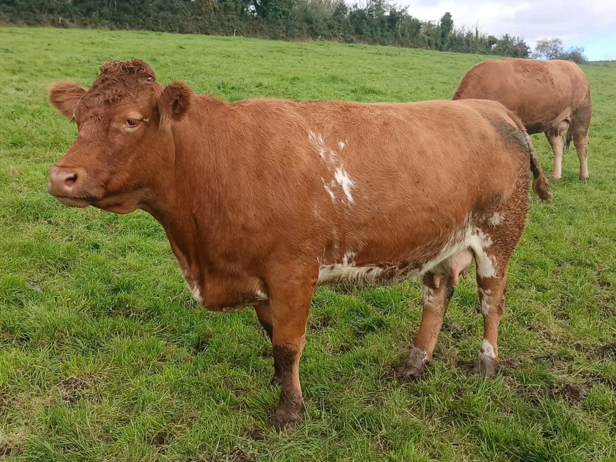 Roan cow and calf - Image 1