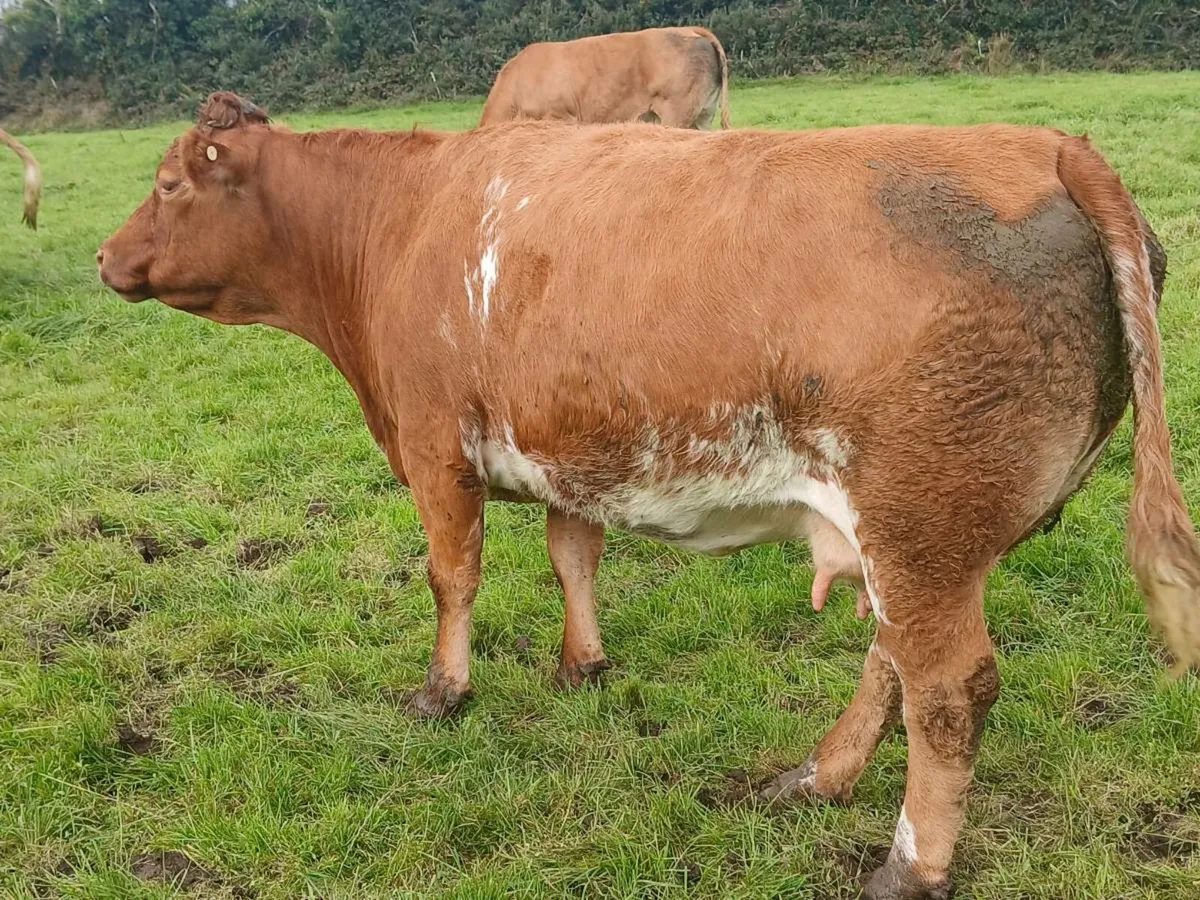 Roan cow and calf - Image 2