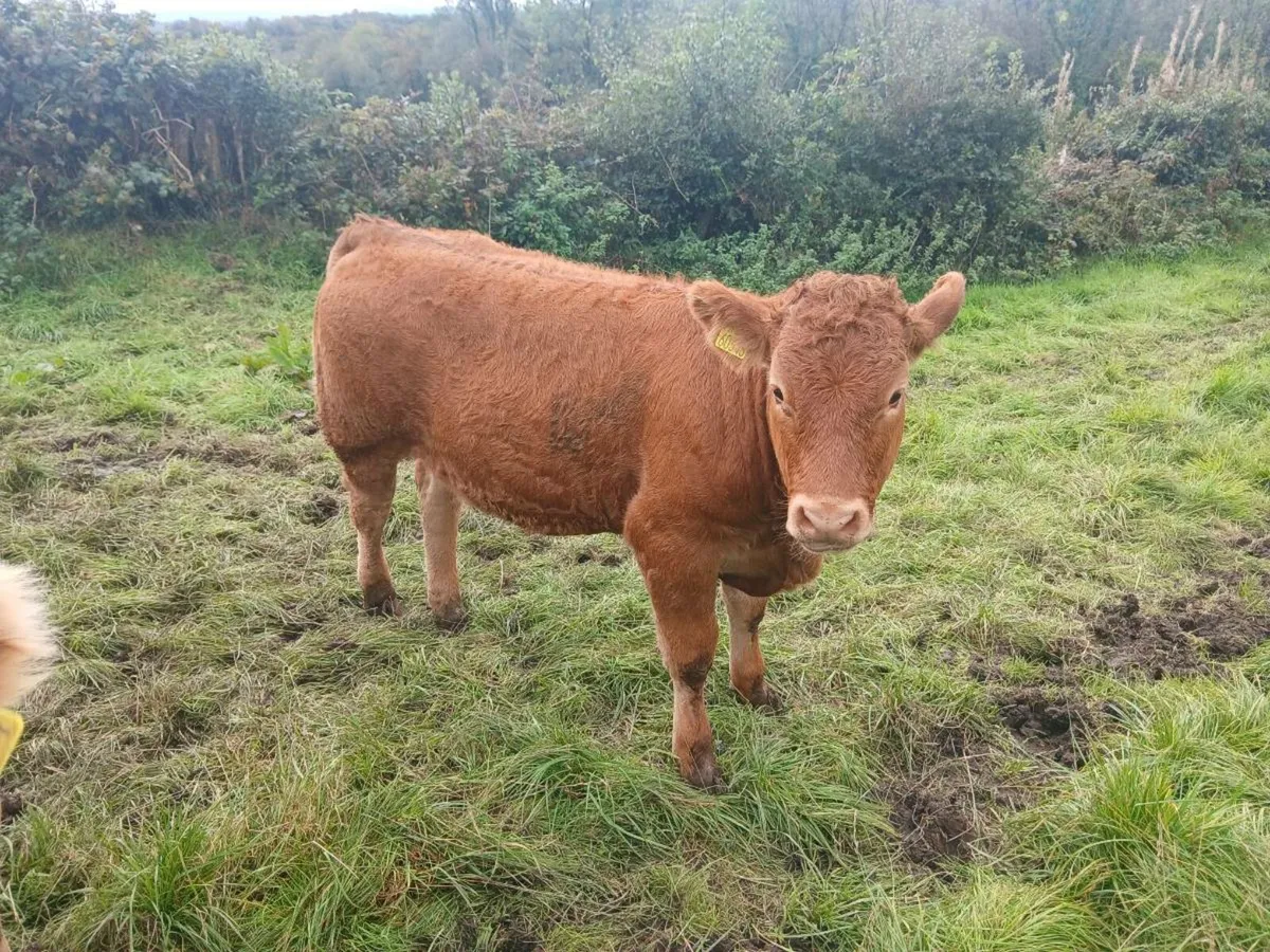 Roan cow and calf - Image 3