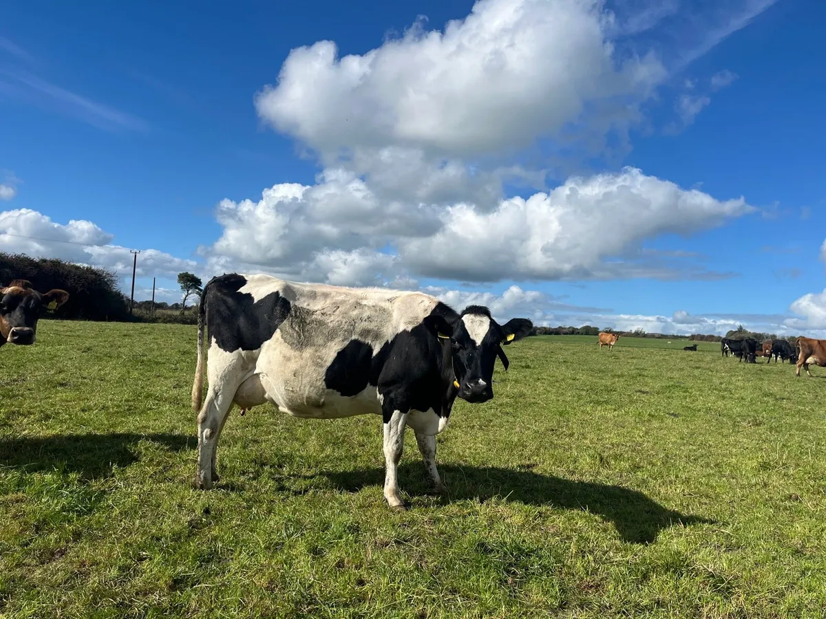 12 Young Empty Crossbred Cows - Image 2
