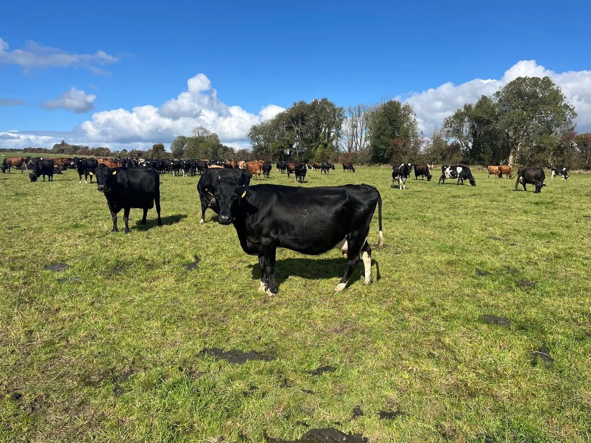 12 Young Empty Crossbred Cows - Image 3