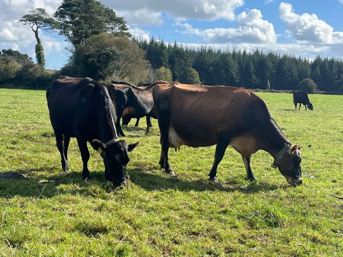 12 Young Empty Crossbred Cows - Image 4