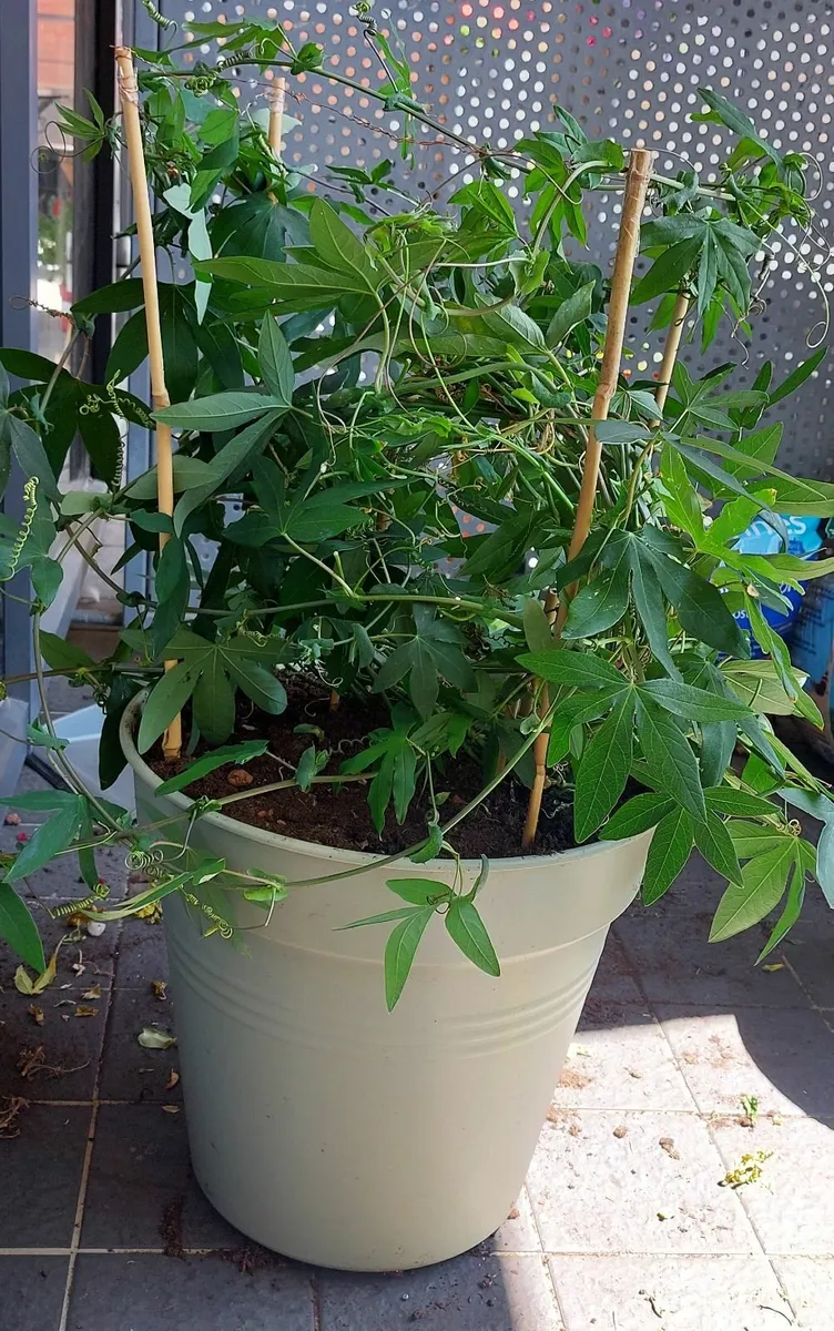 Passiflore flowers with big planter - Image 3