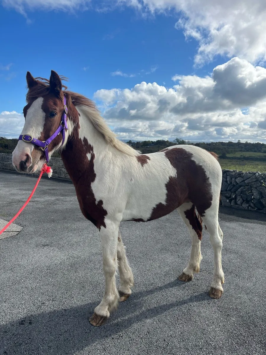 Eye catching skewbald cob - Image 3