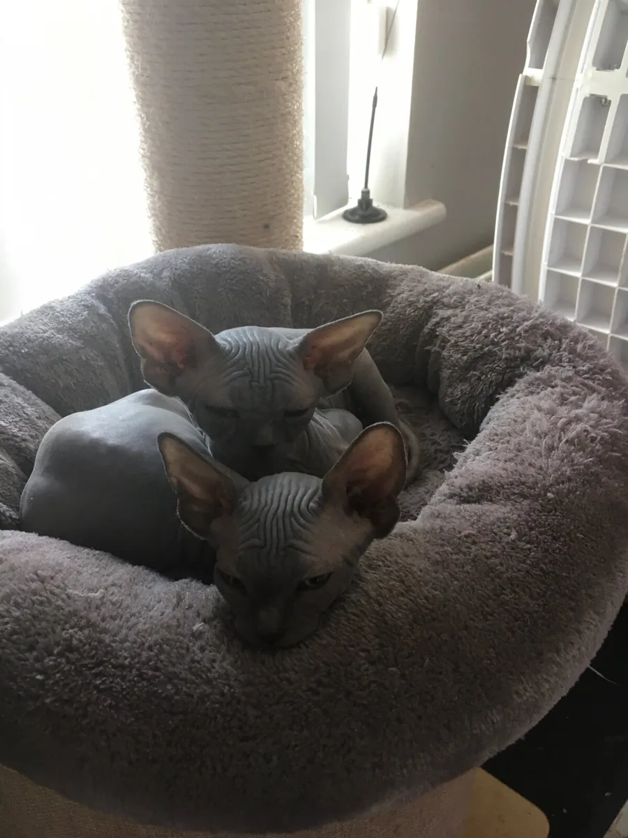 Kitten - Image 2