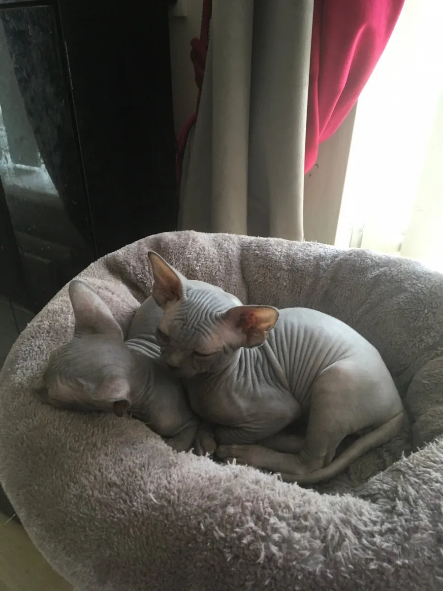 Kitten - Image 3