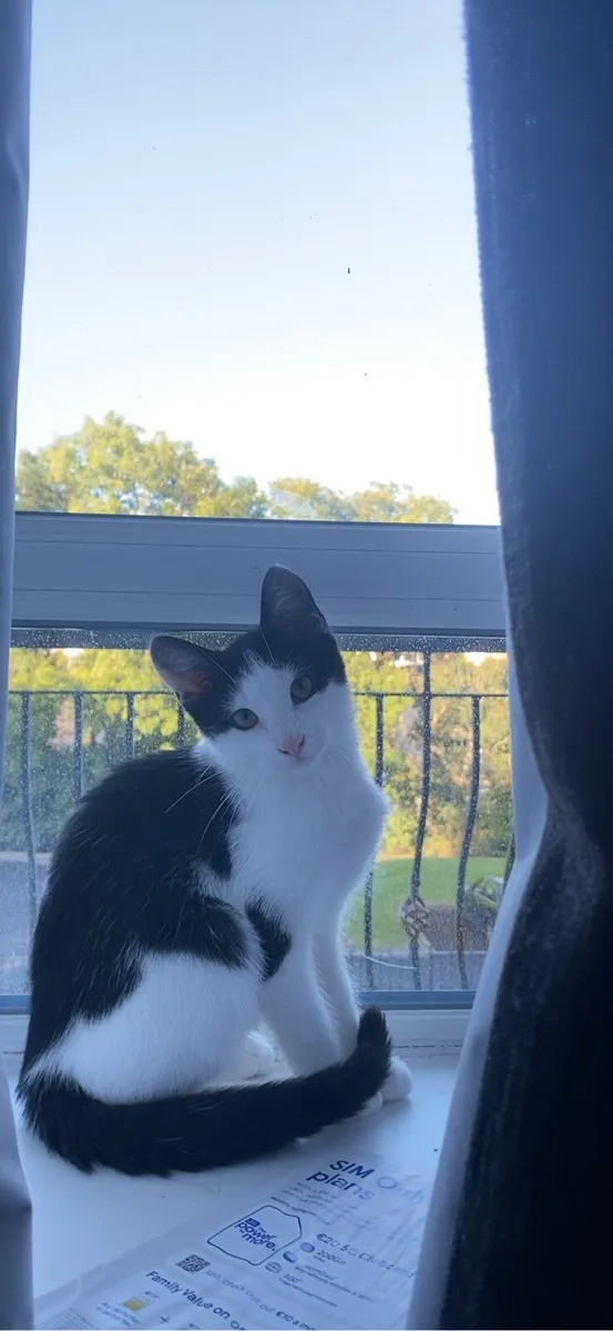 Kitten - Image 1
