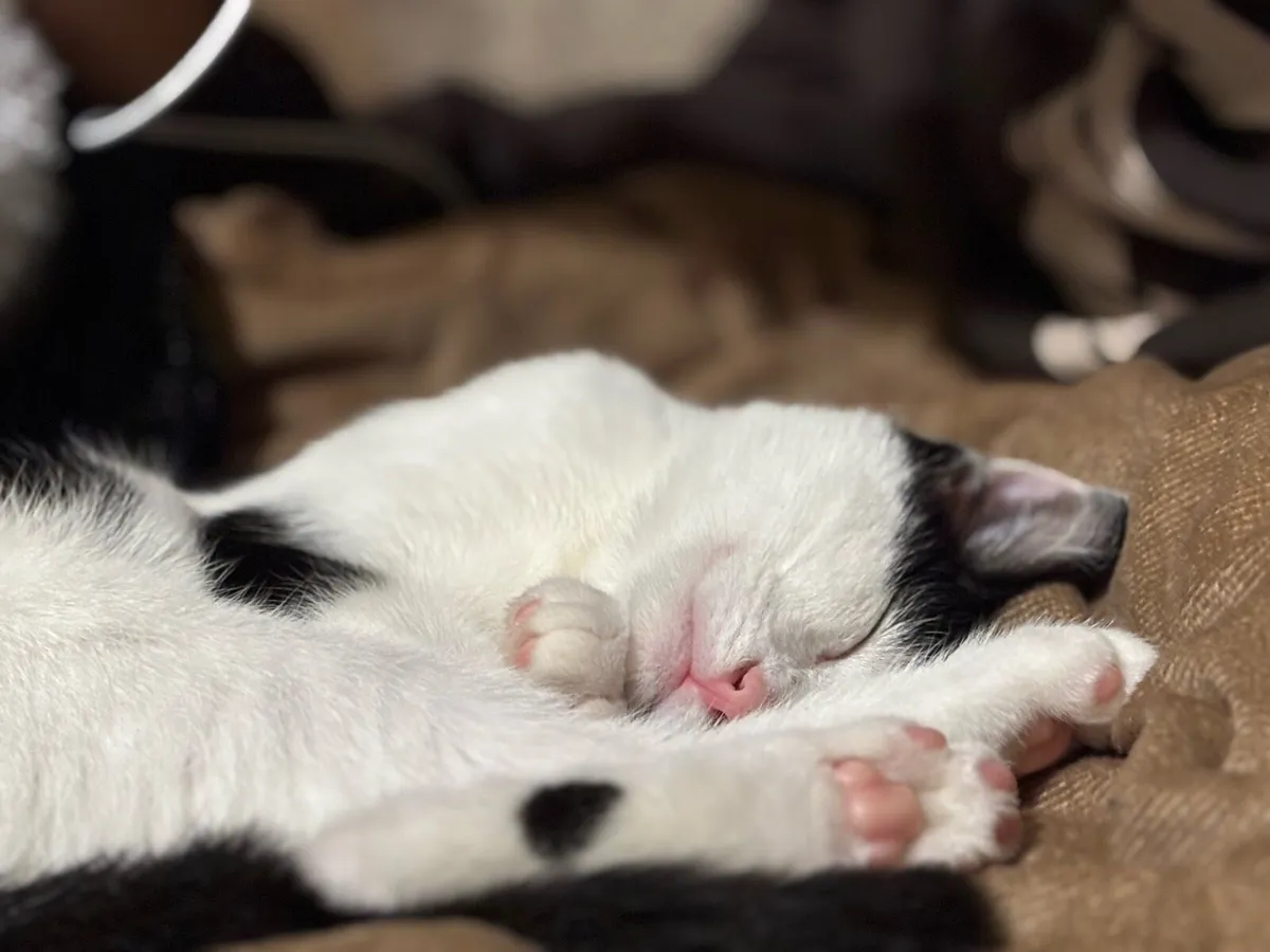 Kitten - Image 2