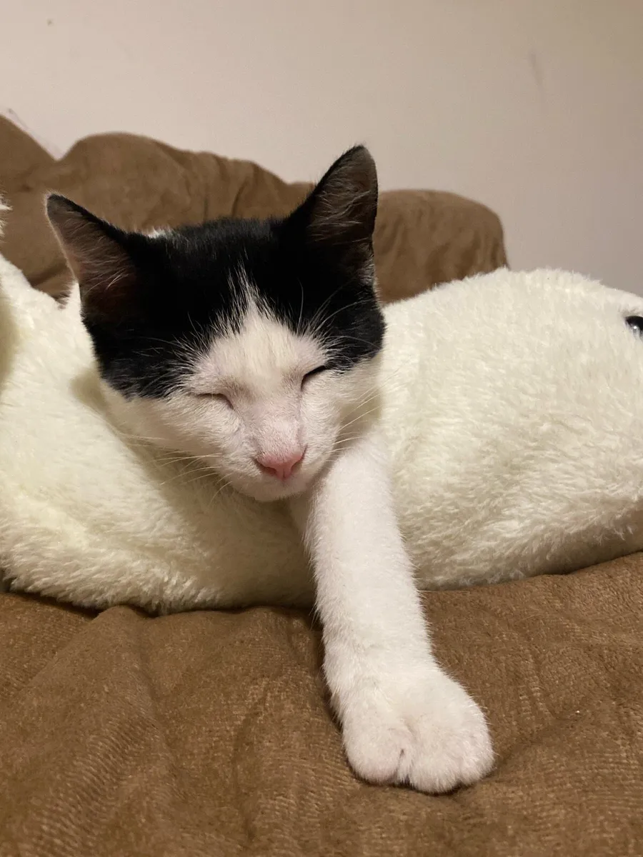 Kitten - Image 3
