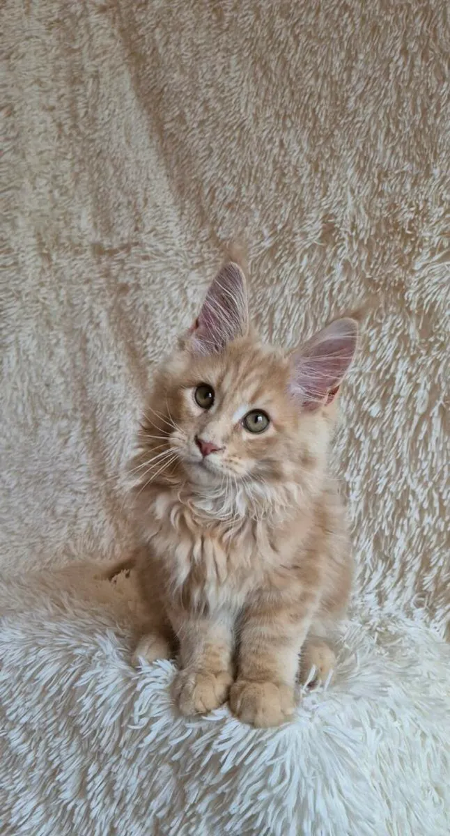 Maine Coon - Image 1