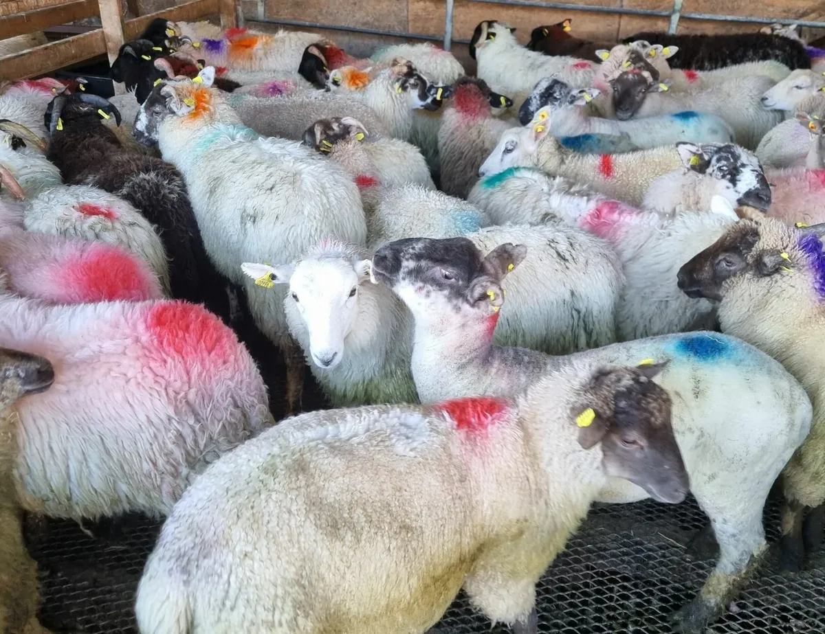 Store lambs - Image 2