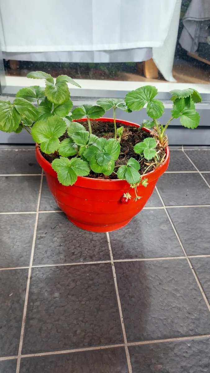 Strawberries - Image 1