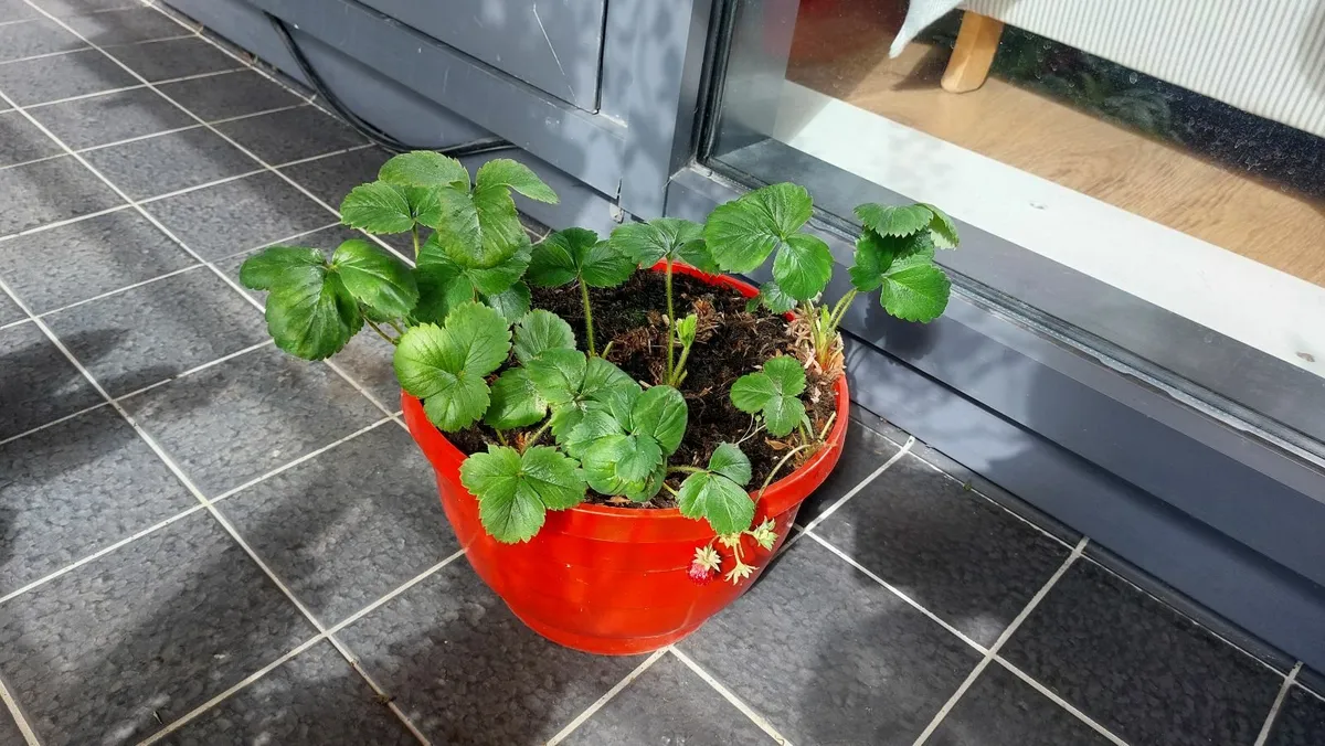 Strawberries - Image 2