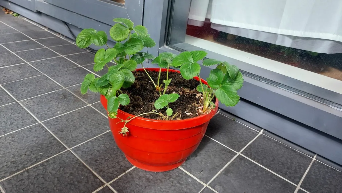 Strawberries - Image 3