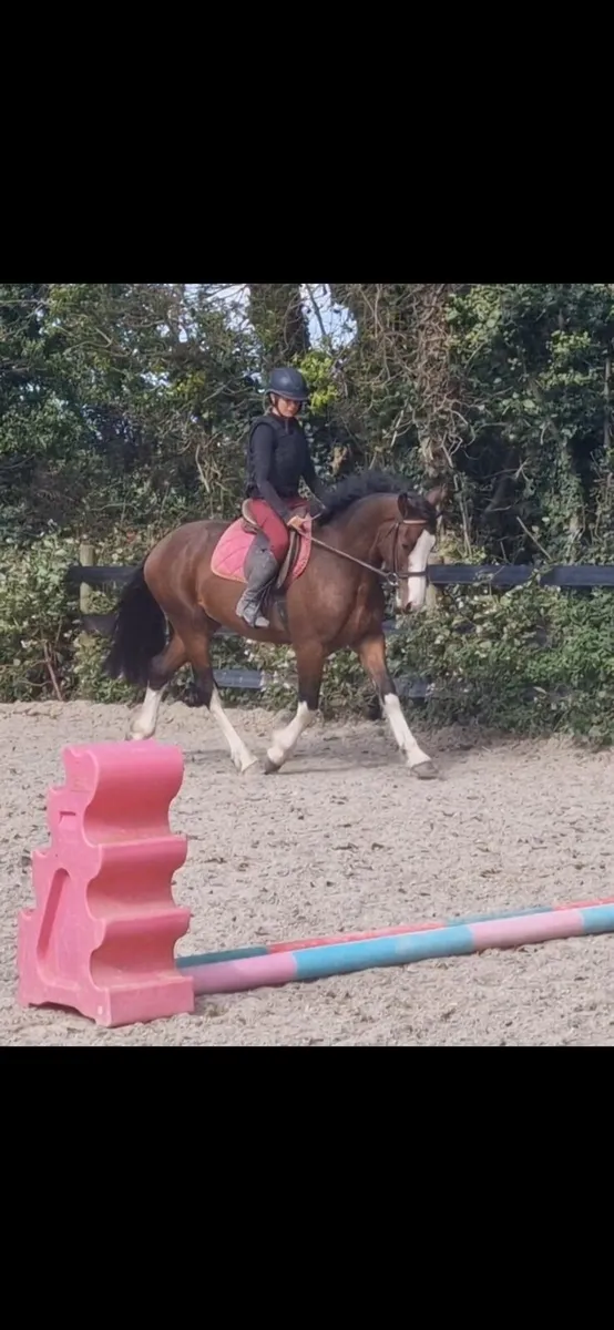 Smashing 15.2hh Cob x tb - Image 1