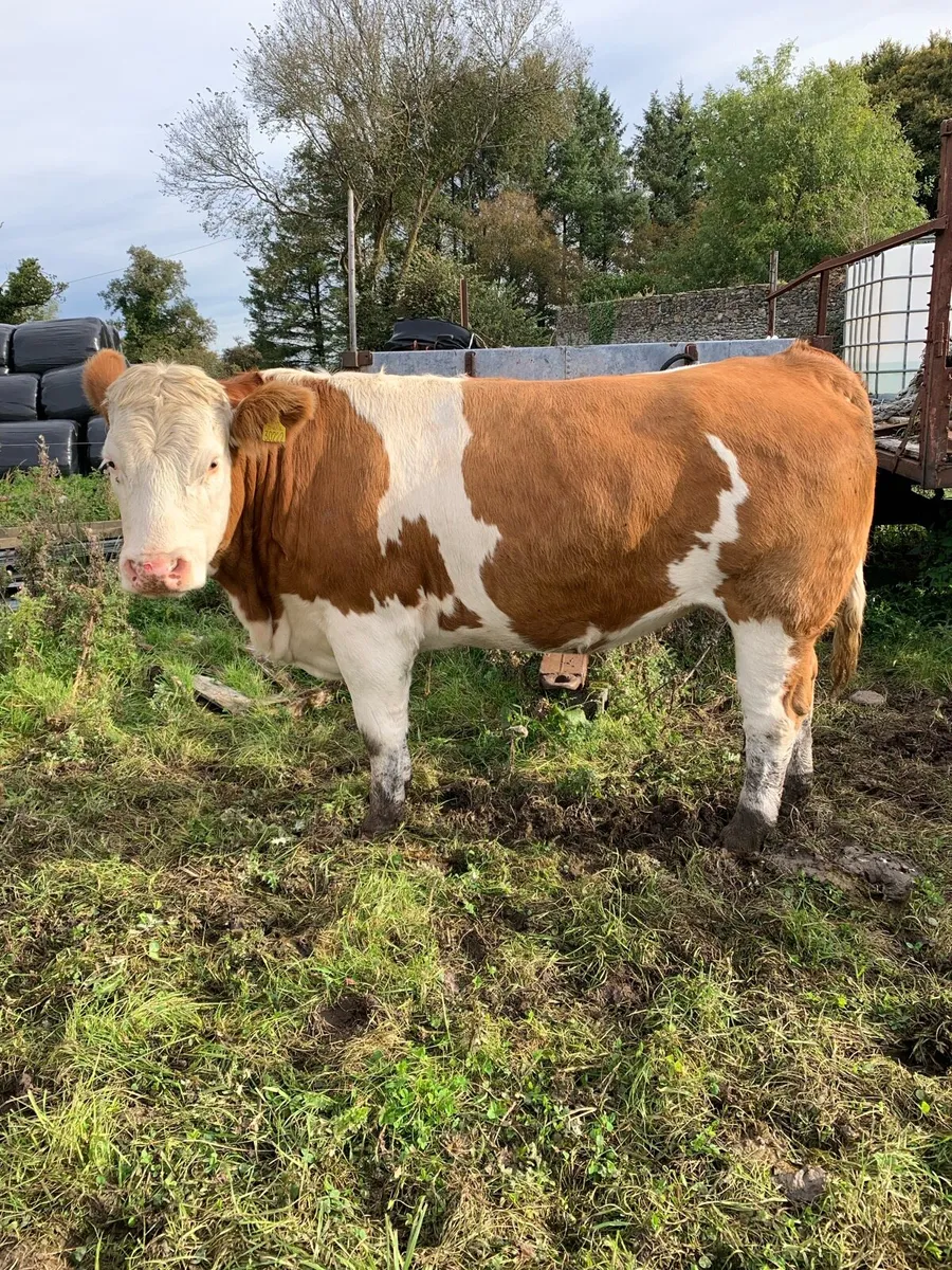 Simmental Springer - Image 2