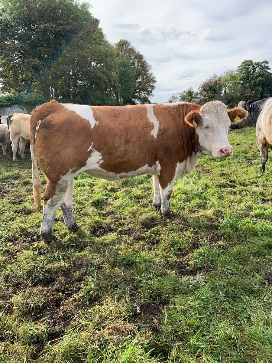 Simmental Springer - Image 1
