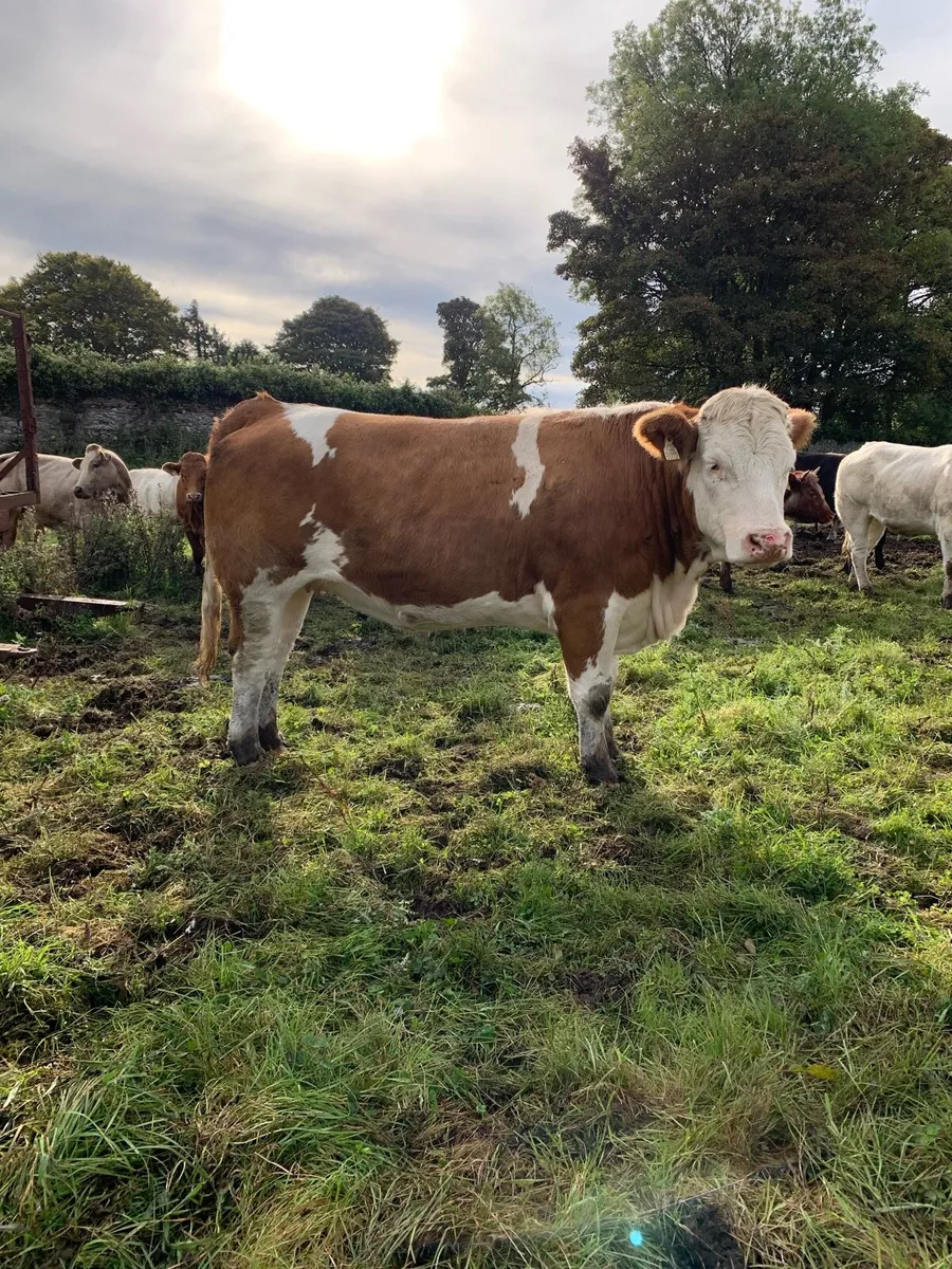 Simmental Springer - Image 4