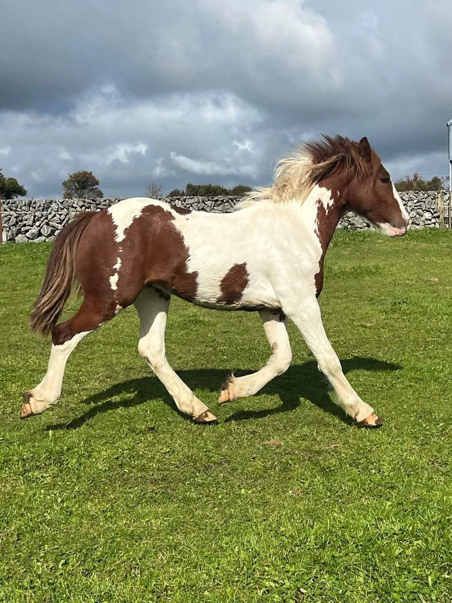 Eye catching skewbald cob - Image 2