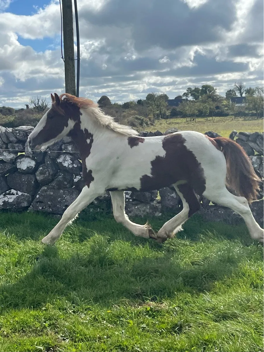 Eye catching skewbald cob - Image 4