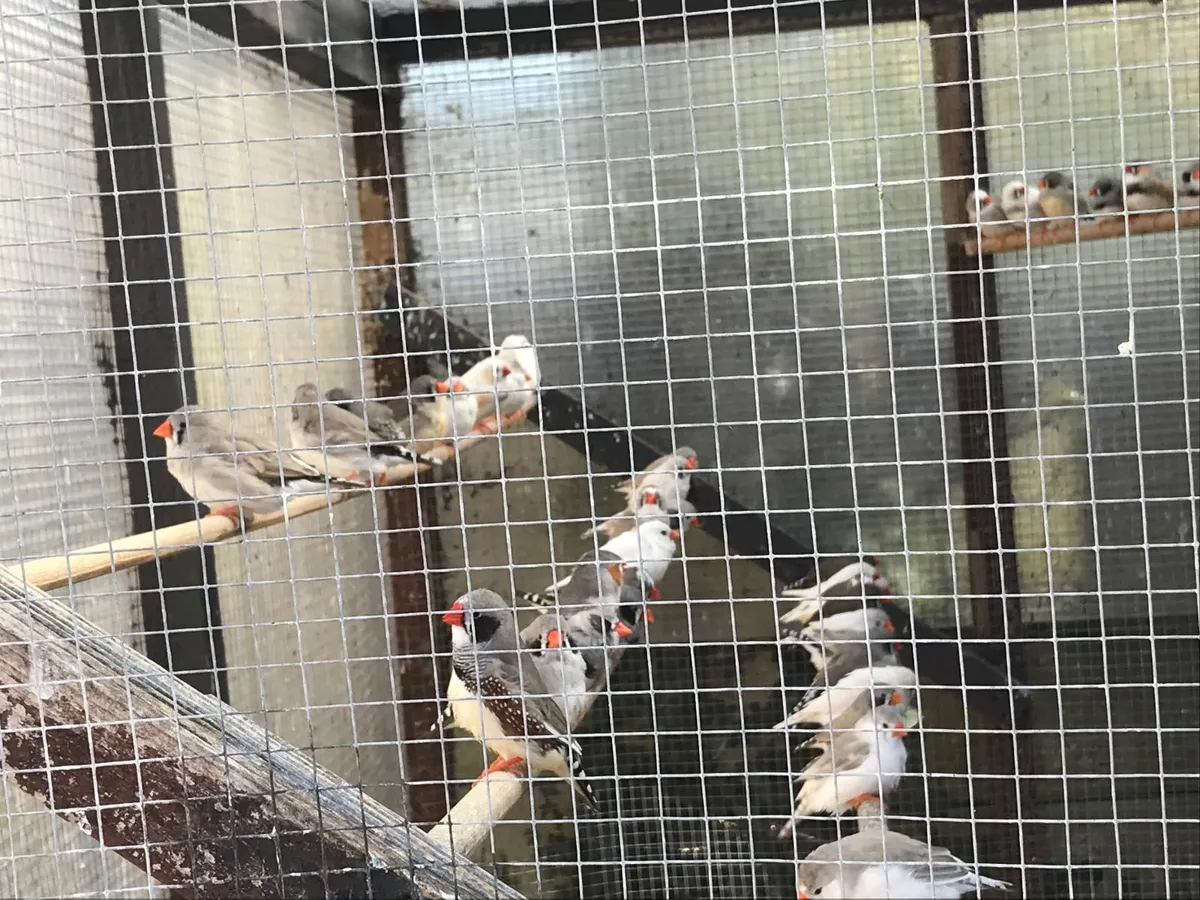 Zebra Finches - Image 2