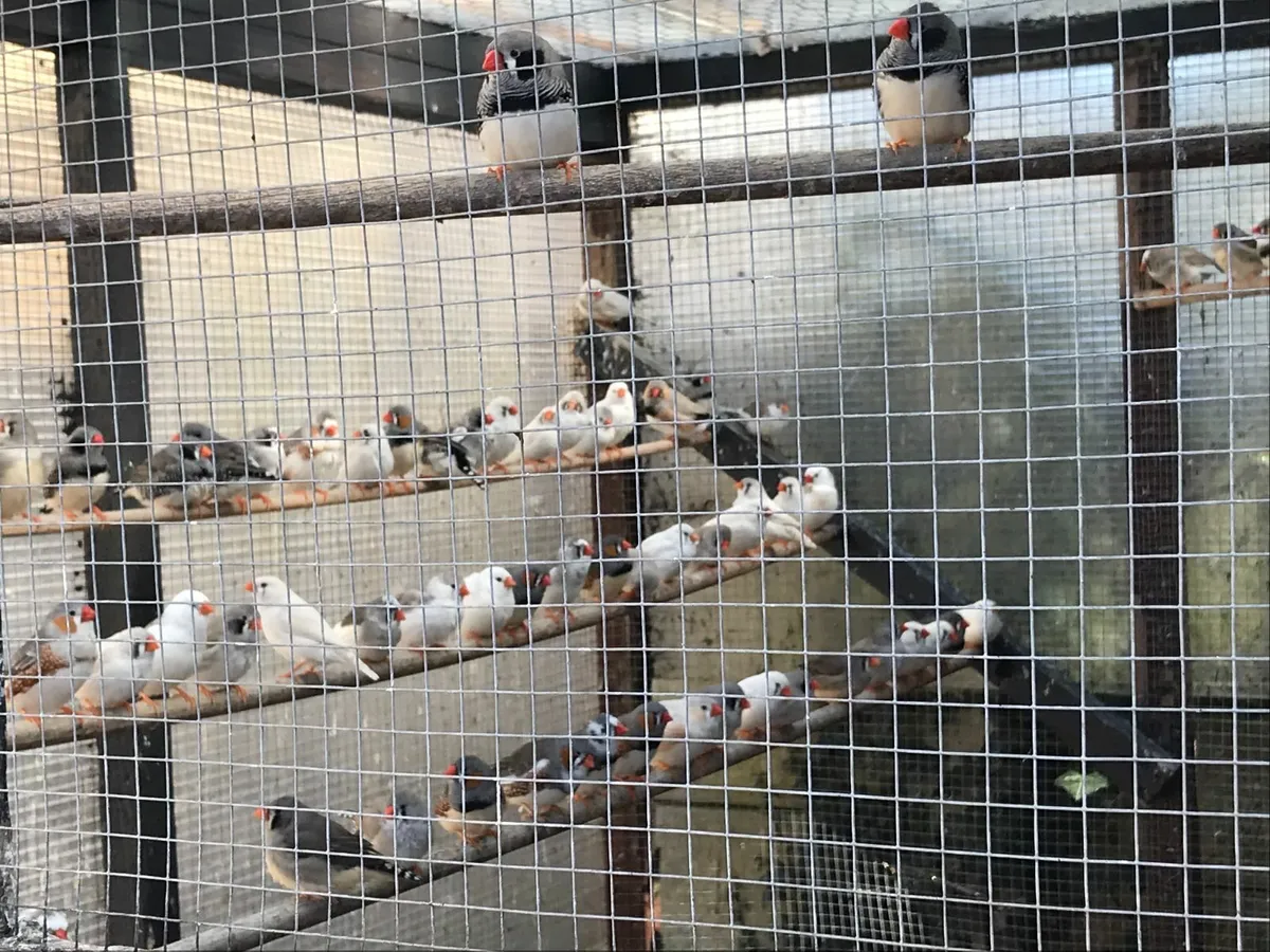 Zebra Finches - Image 1