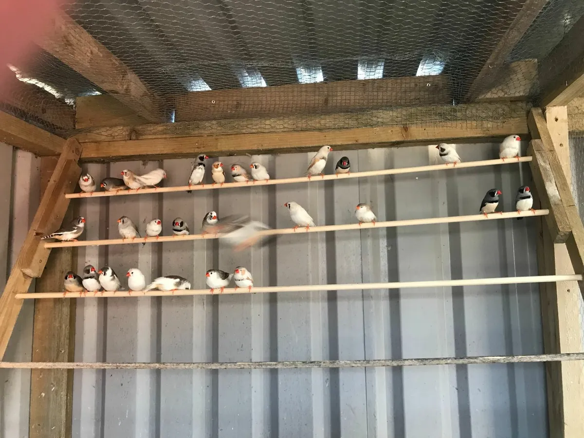 Zebra Finches - Image 3