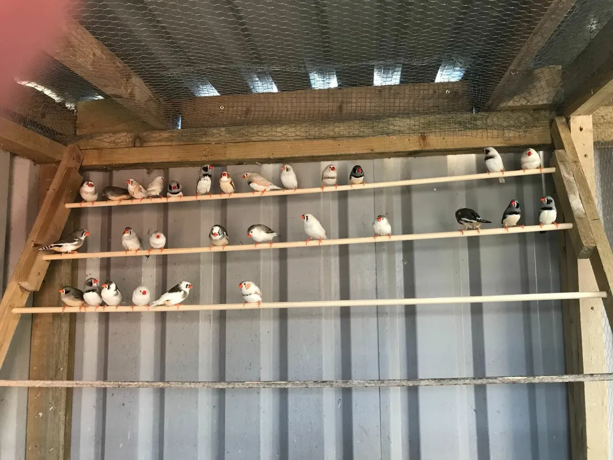 Zebra Finches - Image 4
