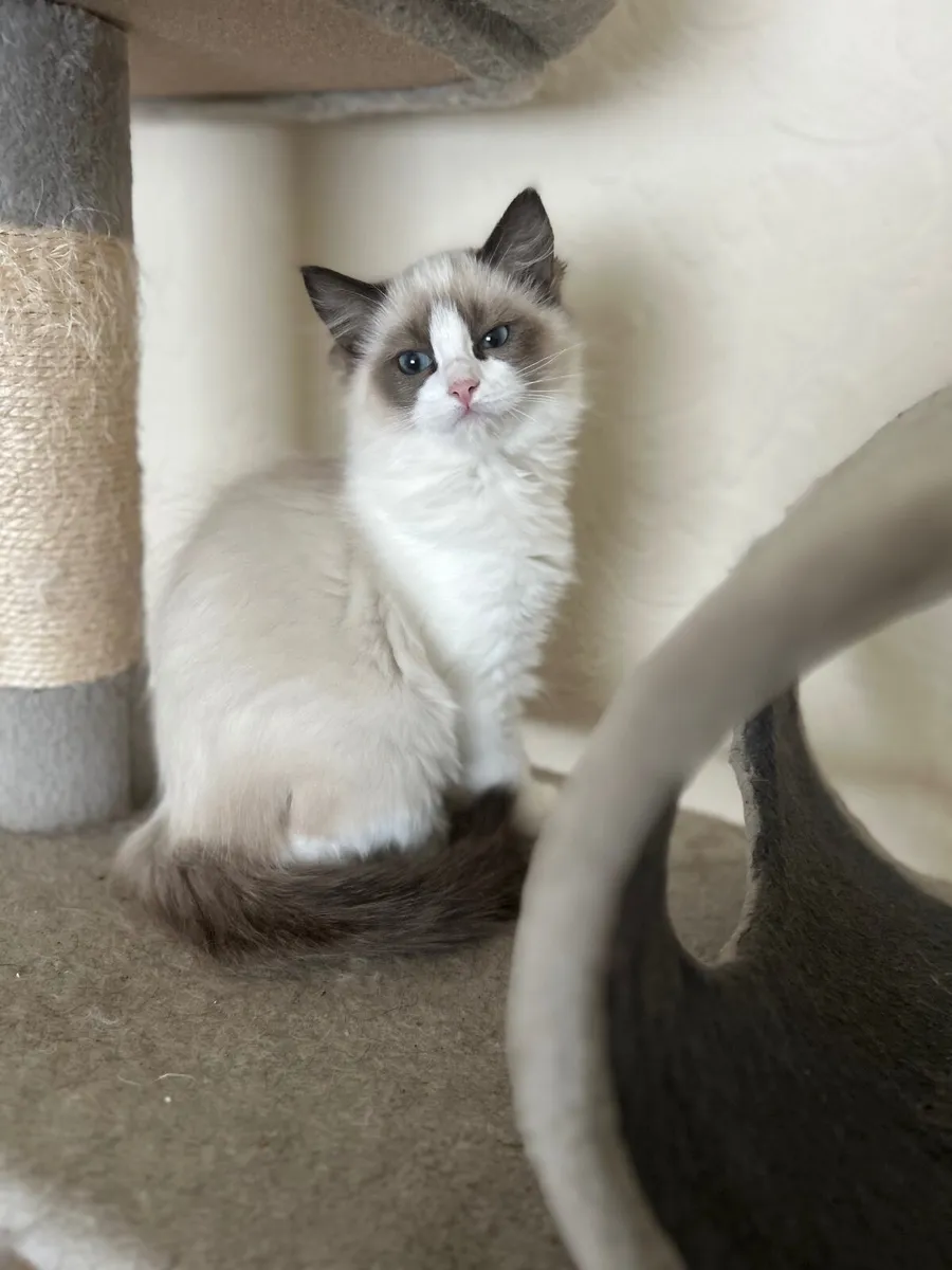 Ragdoll Cats - Image 1