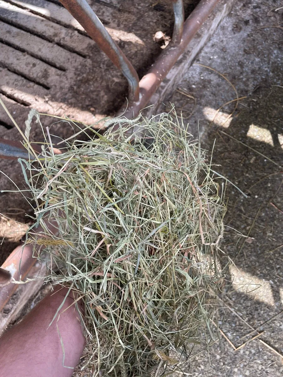 hay - Image 3