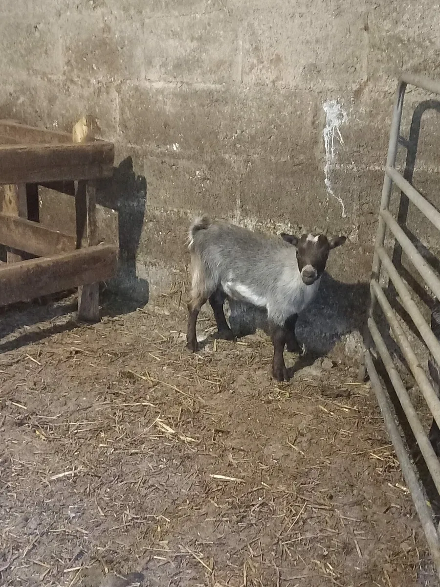Kid Pygmy Goat For Sale - Image 1