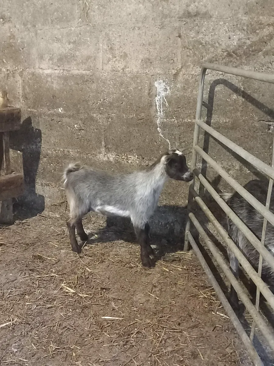 Kid Pygmy Goat For Sale - Image 2