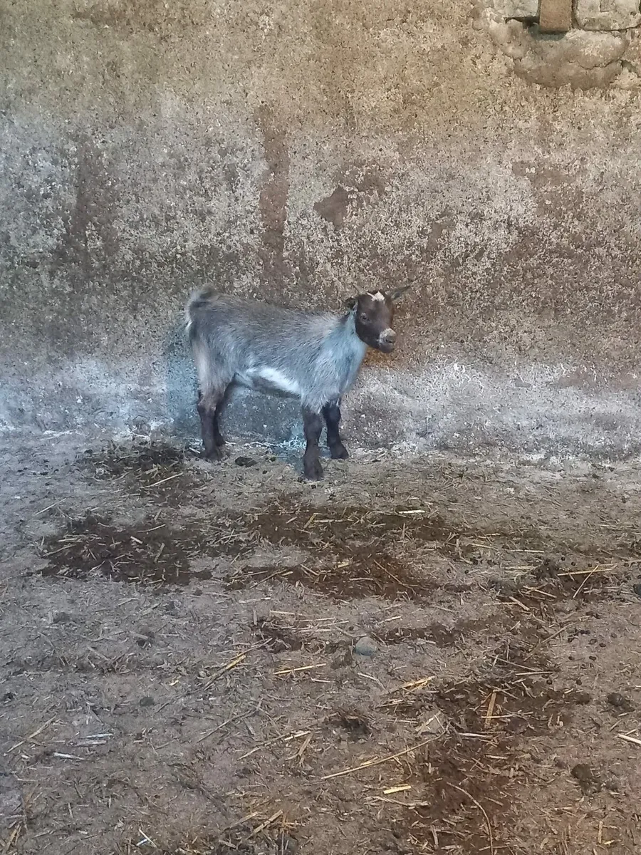 Kid Pygmy Goat For Sale - Image 3