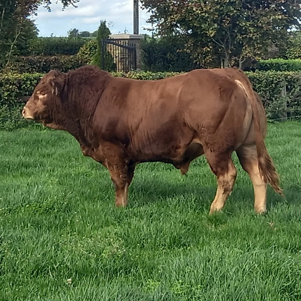 5 🌟Limousin Bull 150Replacement - Image 2