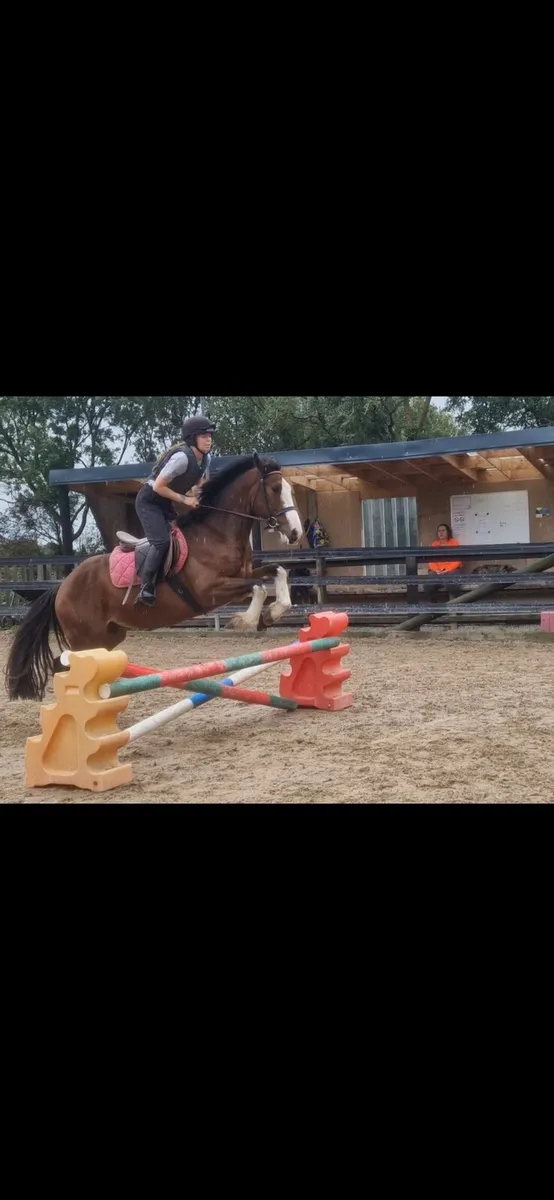 Smashing 15.2hh Cob x tb - Image 2