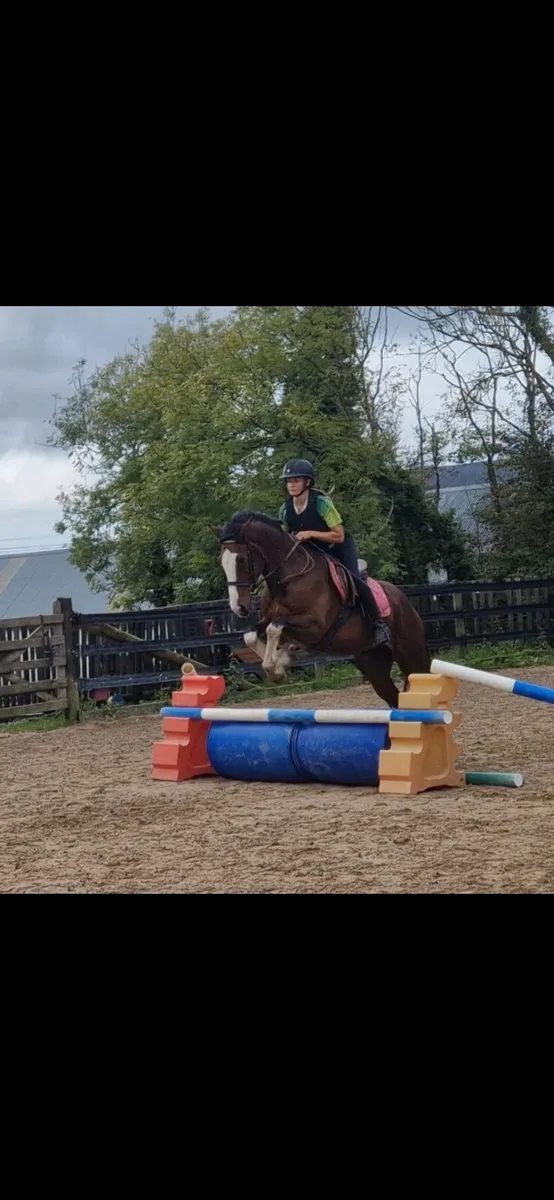 Smashing 15.2hh Cob x tb - Image 3