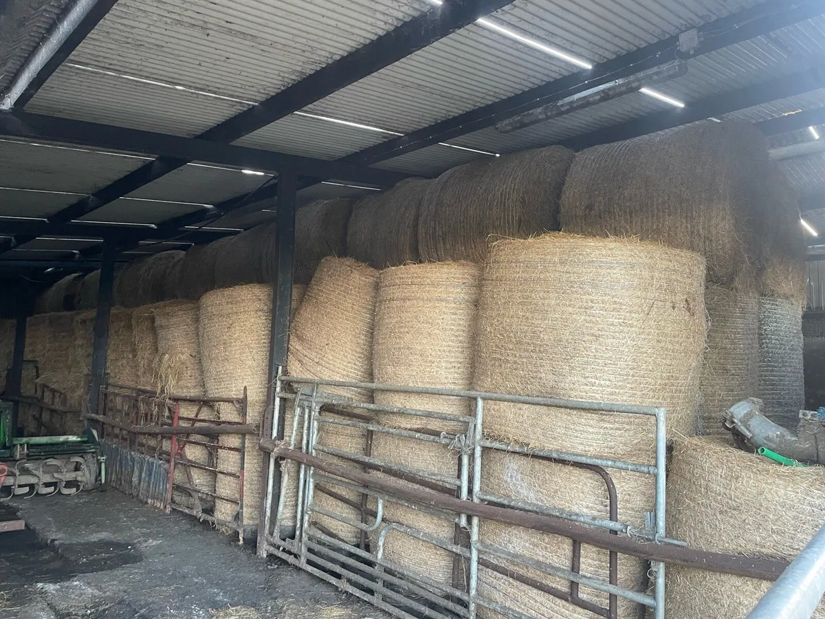hay - Image 2