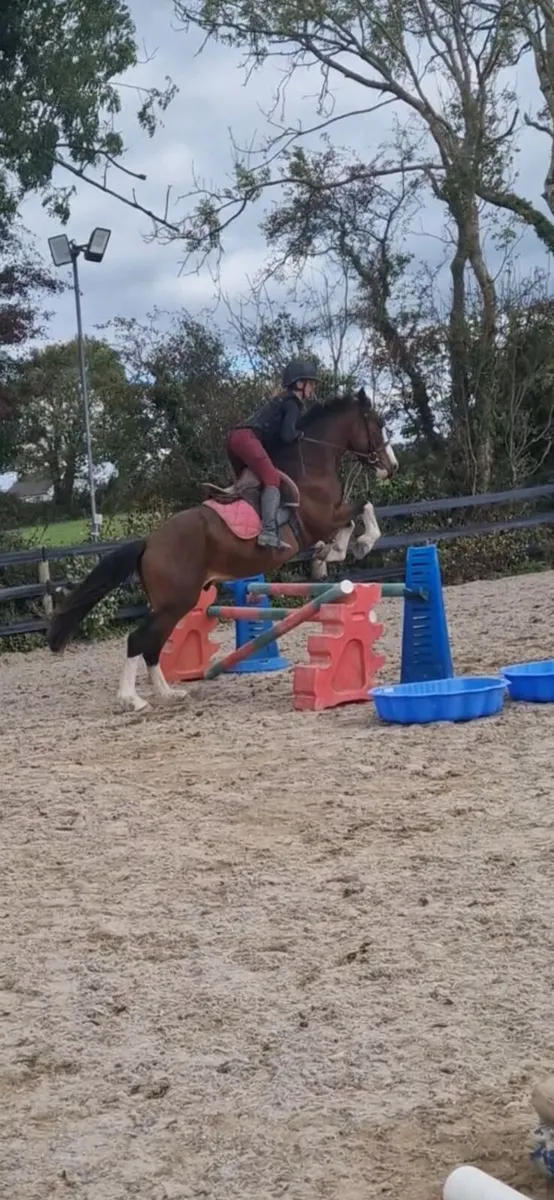 Smashing 15.2hh Cob x tb - Image 4